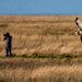 Short eared owl