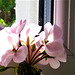 I started to open the window - the flower almost went outside.