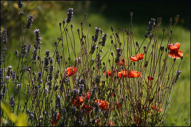 Sommer