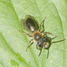 5T2A5059 Bee