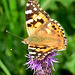 Painted Lady. Vanessa cardui