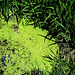 Mini-swamp