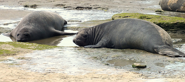 elephant seal pups