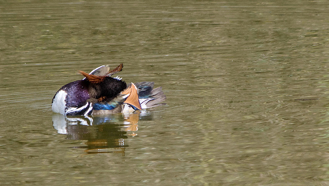 canard mandarin (Aix galericulata)