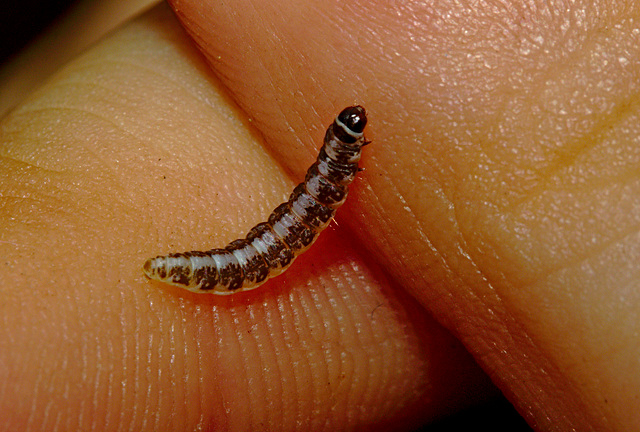 Caterpillar IMG_1048