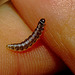 Caterpillar IMG_1048