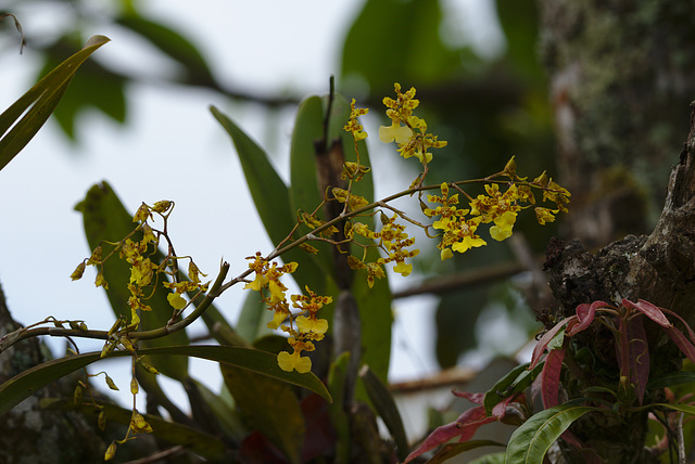 Orchids on a tree EF7A4933