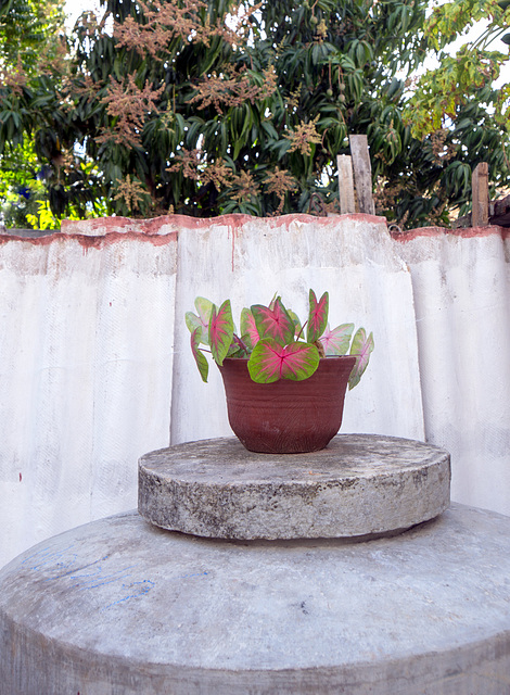 Back yard, Remedios Cuba