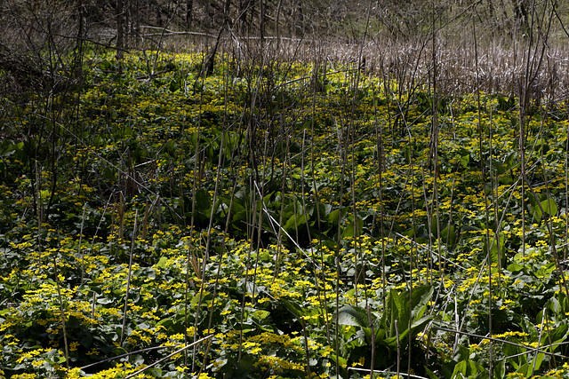 Buttercups