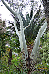 jardin du Pellinec, partie exotique jardin du Pellinec, partie exotique