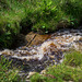 A sparkling brook