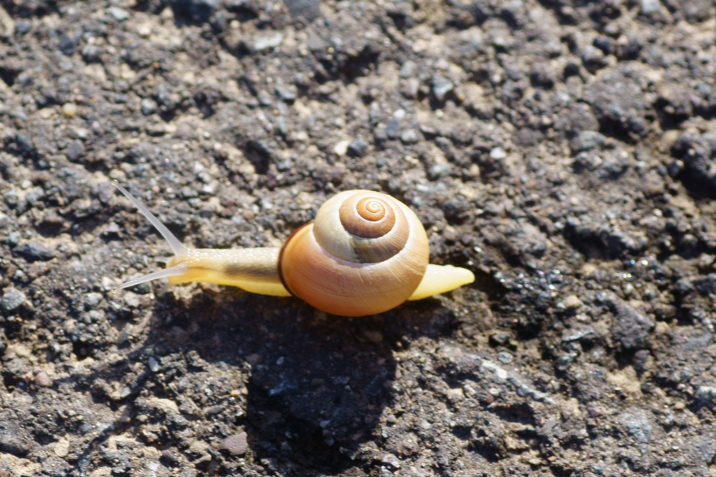 Schattenwurf einer Hain-Bänderschnecke