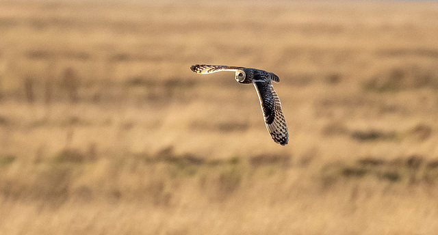 Short eared owl