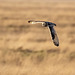 Short eared owl