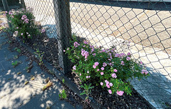 Flower Fence Friday