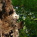 20230930 -1001 Alzon paradis dodo Saint Guirral (35)