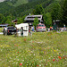 Wildflower meadow