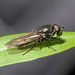 5T2A5067-CR3 DxO DeepPRIME -1Hoverflyv4