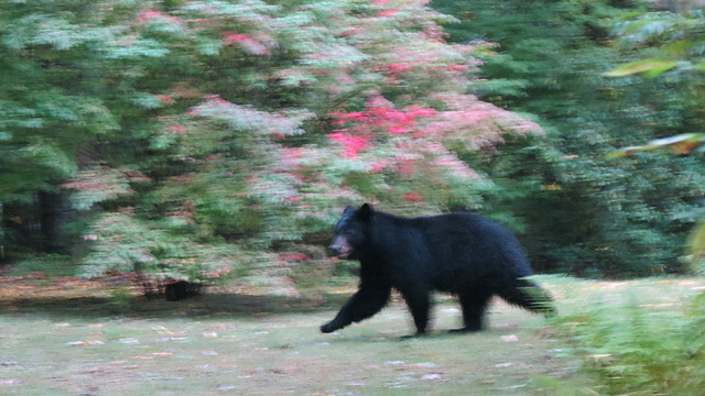 Quick step Quick step