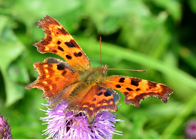 Comma. Polygonia c-album