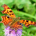 Comma. Polygonia c-album