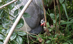 our first naturally hatched keets