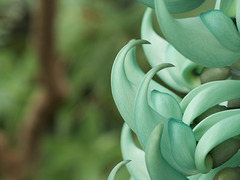 Jade Vine