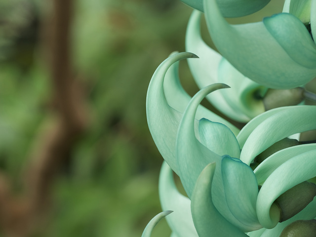 Jade Vine