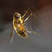 Hoverfly IMG_1069