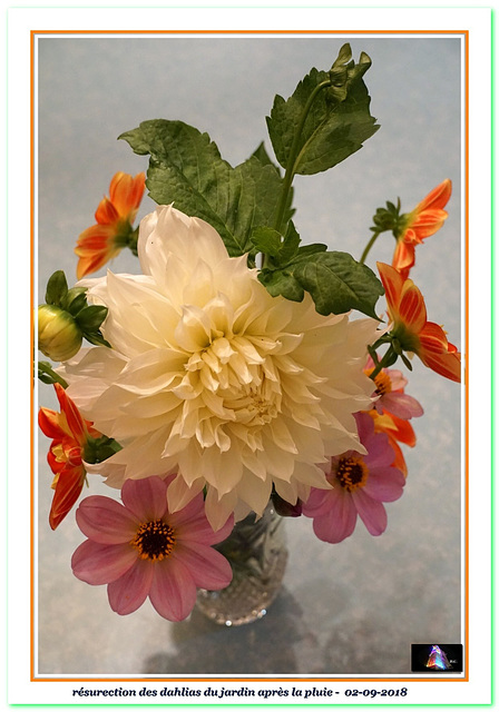 S36 L Dahlias du jardin