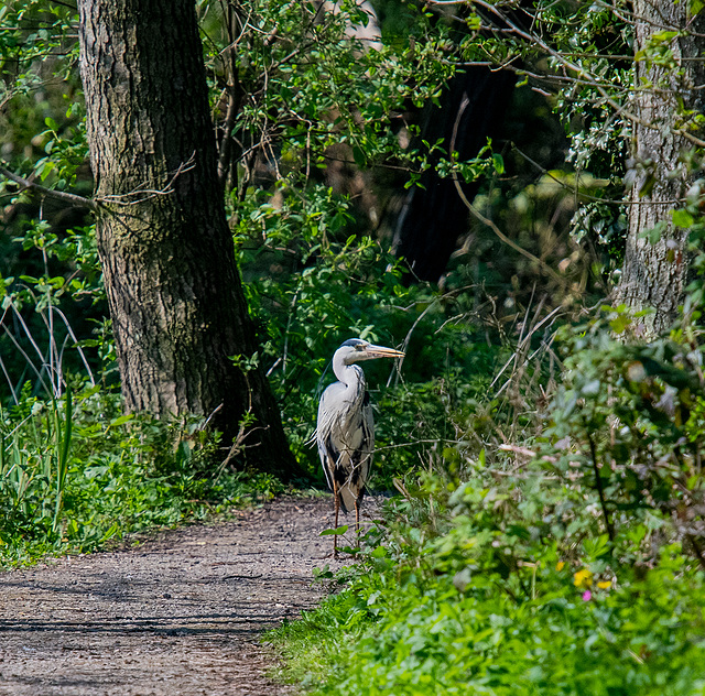 A grey heron I met on a path