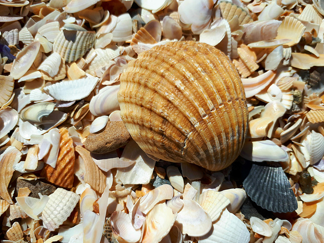 Les trésors de la mer