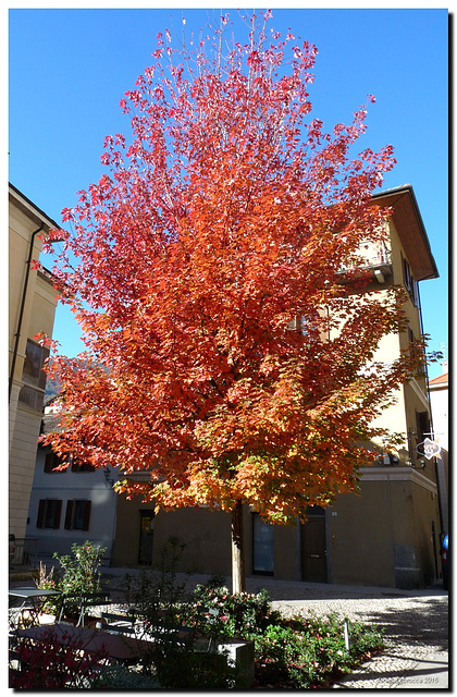 Liquidambar-Sweetgum