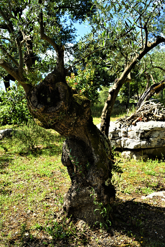 Oliveira