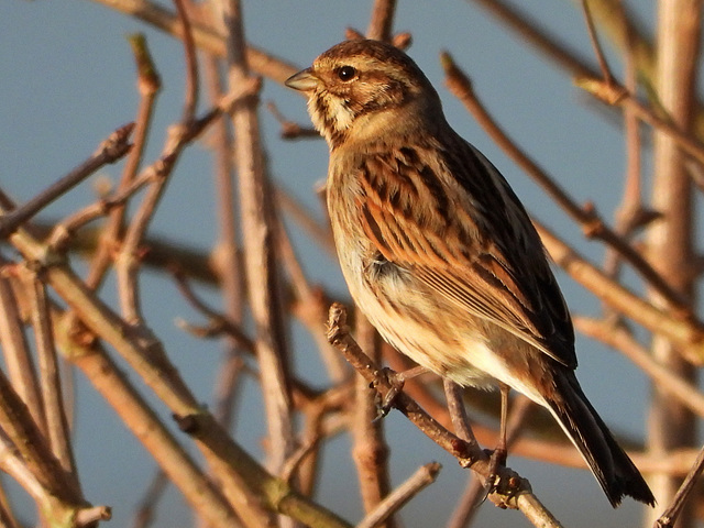 Bruant des roseaux (immature ou femelle)