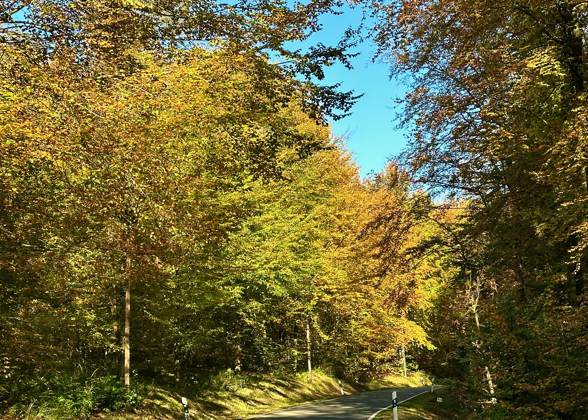 Herbstwald