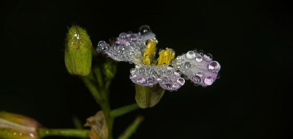 Es perlt auf den Blüten im Herbst :))  It pearls on the flowers in autumn :))  Il perle sur les fleurs en automne :))