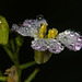 Es perlt auf den Blüten im Herbst :))  It pearls on the flowers in autumn :))  Il perle sur les fleurs en automne :))