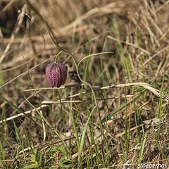 Schachblume