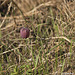 Schachblume