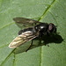 5T2A5072-CR3 DxO DeepPRIME -1Hoverfly