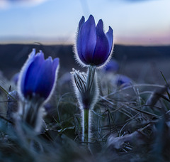 Whisper of Spring Whisper of Spring