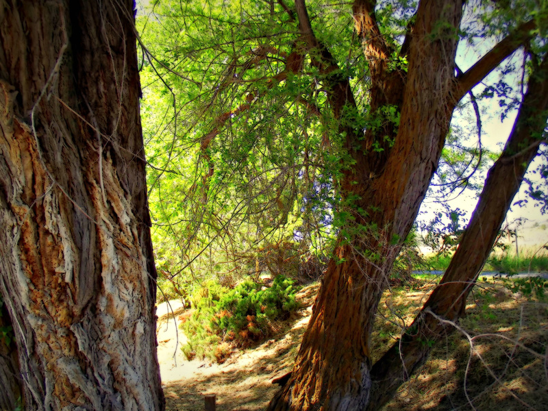 Path with elm trees