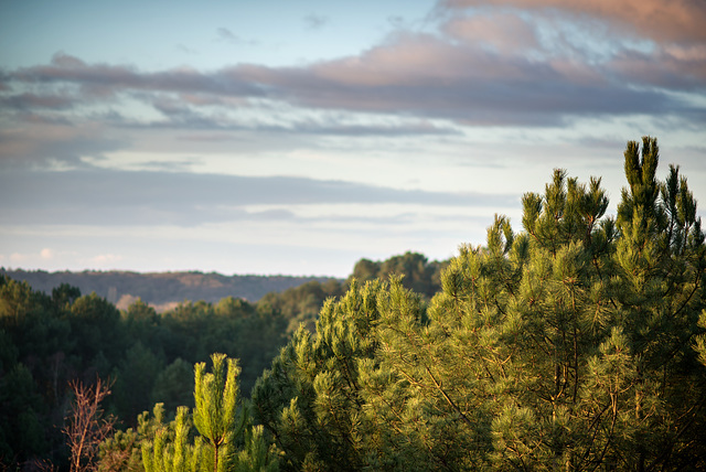 petit matin en forêt de Fontainebleau