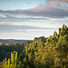 petit matin en forêt de Fontainebleau