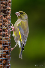 Greenfinch