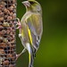 Greenfinch