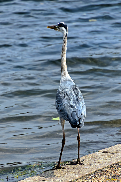 Reiher an der "Serpentine"