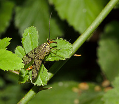 Scorpion Fly IMG_1095