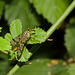 Scorpion Fly IMG_1095